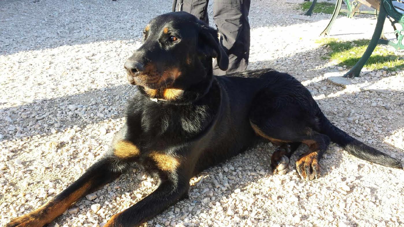 domainedelalicorne.fr Elevage de beauceron chiot beauceron pure race élevage du clos de la licorne elevage des gardiens de la licorne elevage beauceron noir et feu authentique gros gabarits élevage de Beauceron familial sérieux et qualité domainedelalicorne.fr suivi des chiots conseil d’éducation chiot propre bas rouge santé caractère spécialiste du beauceron noir et feu ou arlequin chien rustique berger de France  nos chiots sont élevés avec amour et attention notre passion au service de la qualité Beauceron de qualité et sportif domaine de la licorne 04380 BARRAS élevage en liberté éleveur berger de beauce élevage de beauceron de travail 
